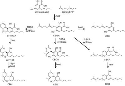 Minor Cannabinoids: Biosynthesis, Molecular Pharmacology and Potential Therapeutic Uses